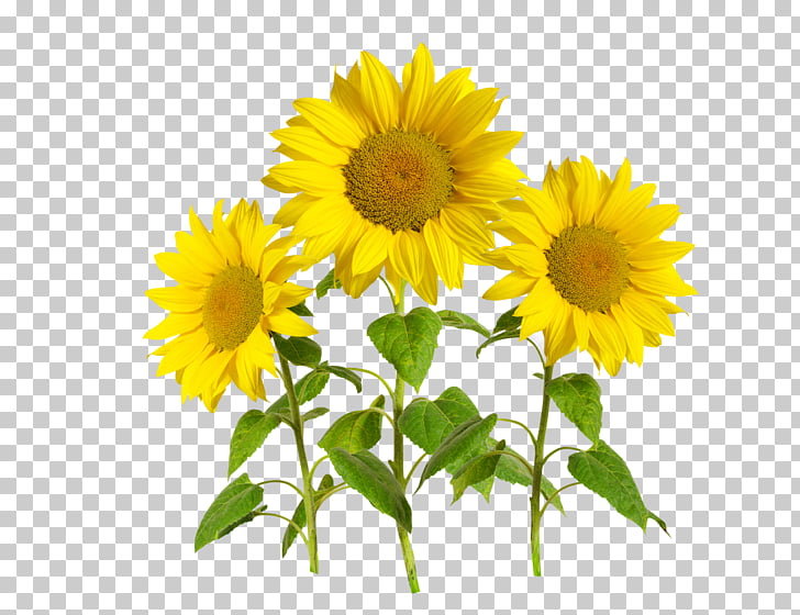 sunflower template cliparts