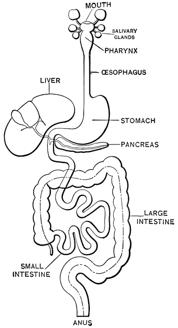 Free Digestive System Cliparts, Download Free Digestive System Cliparts ...