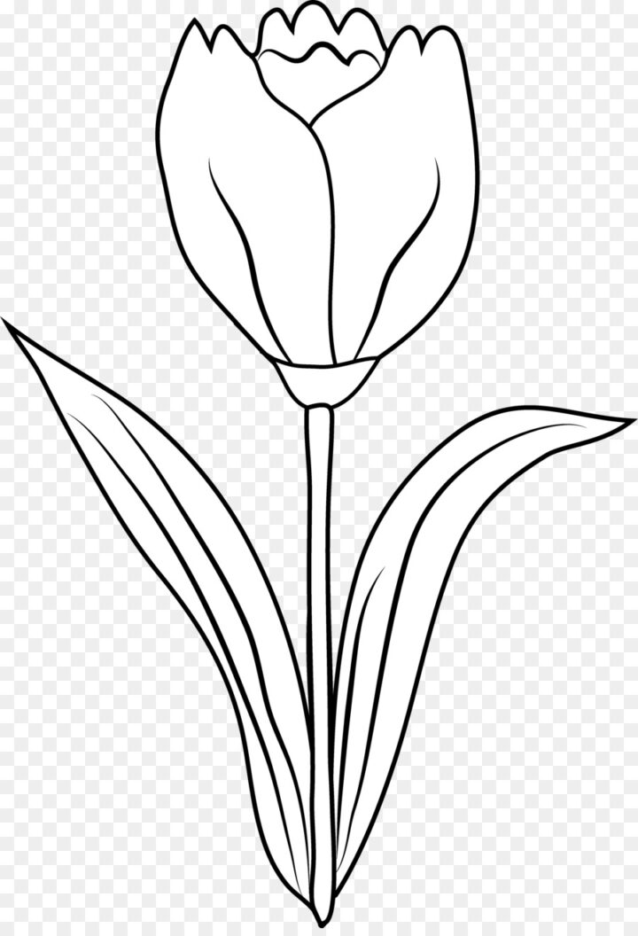 Free Tulip Outline Cliparts, Download Free Tulip Outline Cliparts png ...
