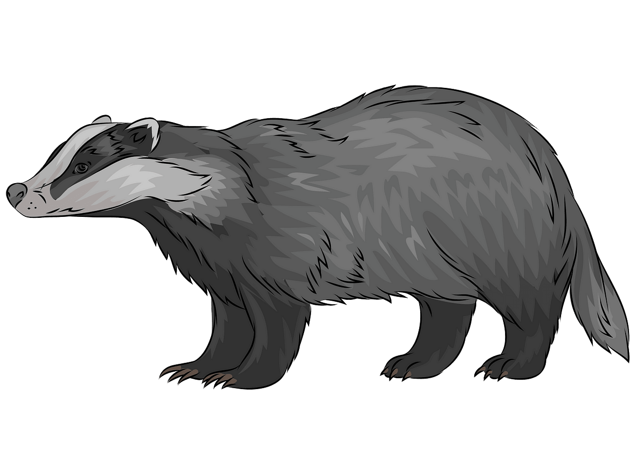 Badger Clipart Free