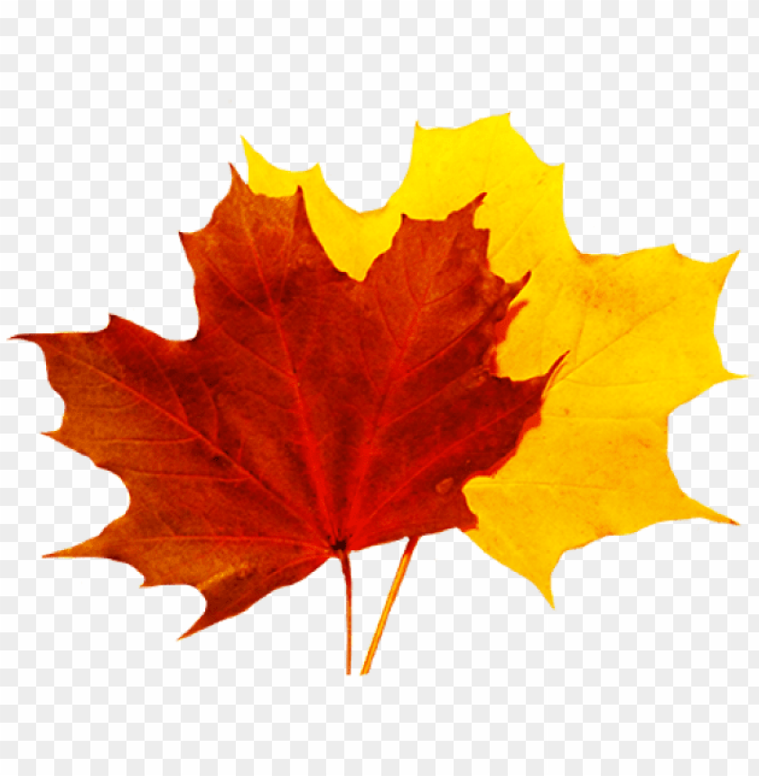 Free Fall Leaves Clip Art, Download Free Fall Leaves Clip Art png ...