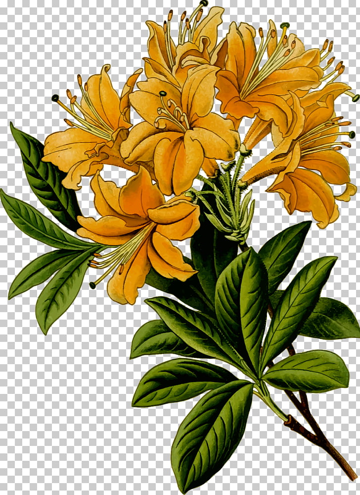 free rhododendron cliparts