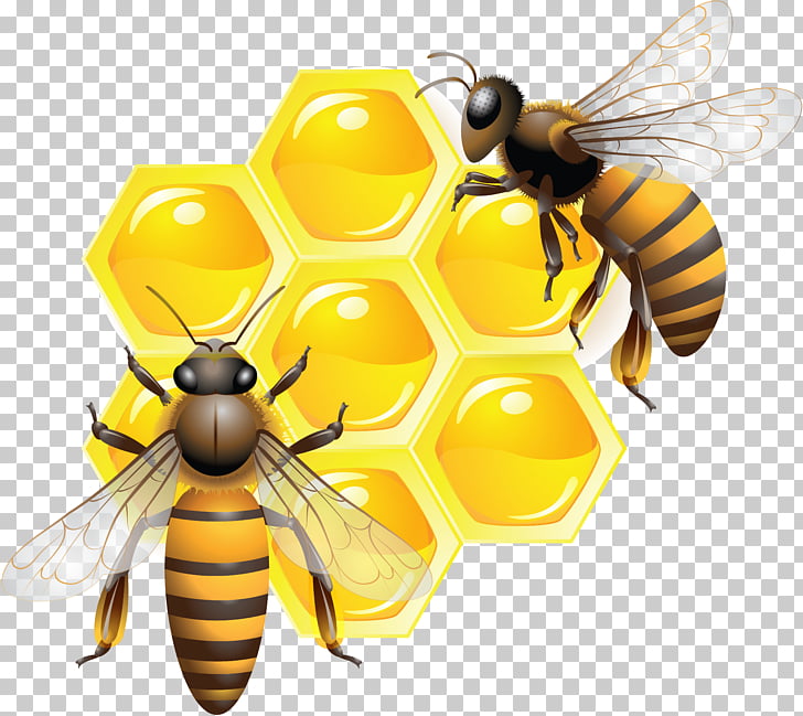 Honey Bee Clip Art Free Printable