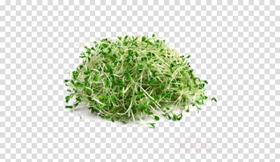 alfalfa cliparts