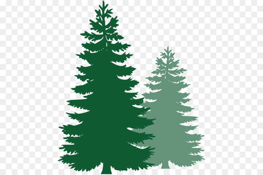 Two green pine trees on a transparent background