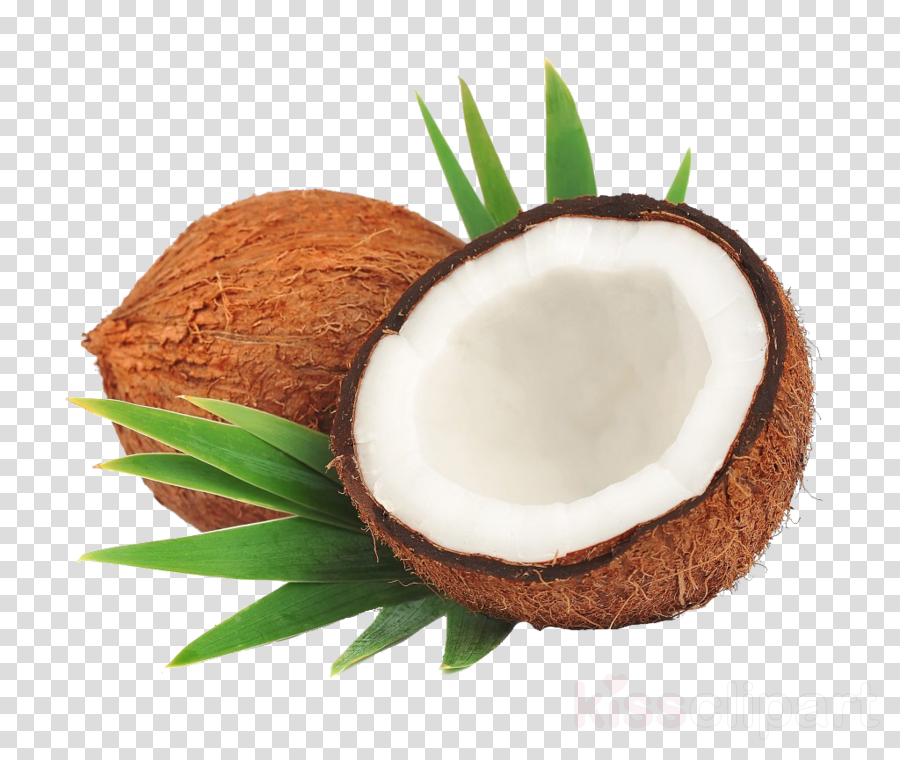 Free Coconut Cliparts, Download Free Coconut Cliparts png images, Free ...