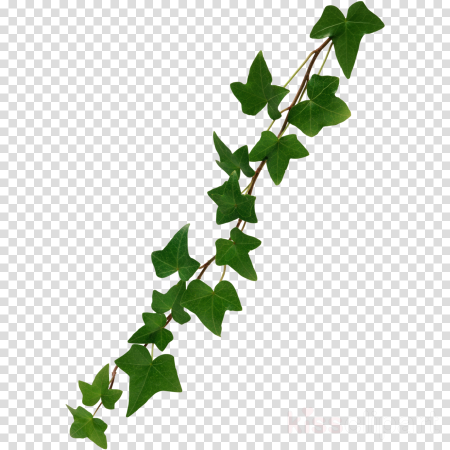Free Ivy Cliparts, Download Free Ivy Cliparts png images, Free ClipArts ...