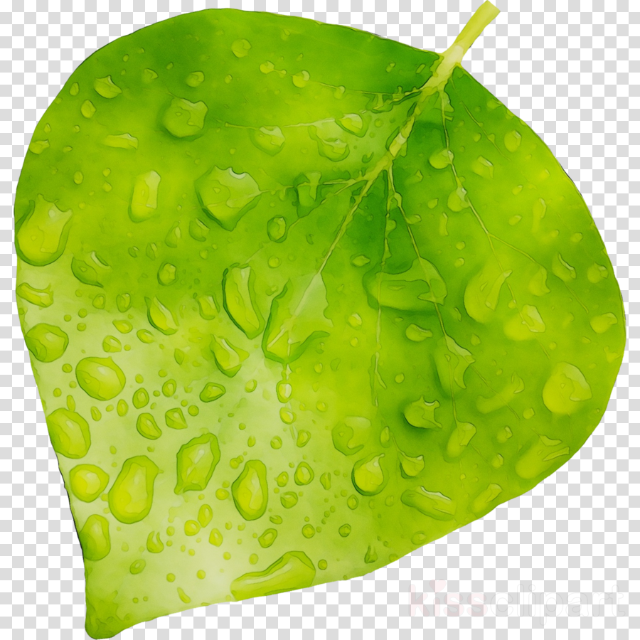 A vibrant green leaf with water droplets, showcasing detailed veins and a glossy surface.