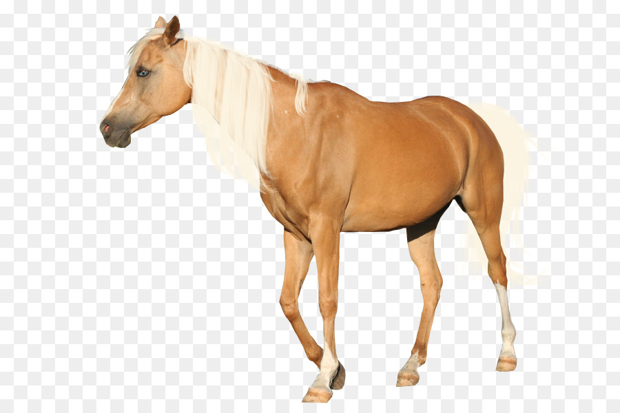 A light brown horse with a white mane and tail standing on a transparent background.
