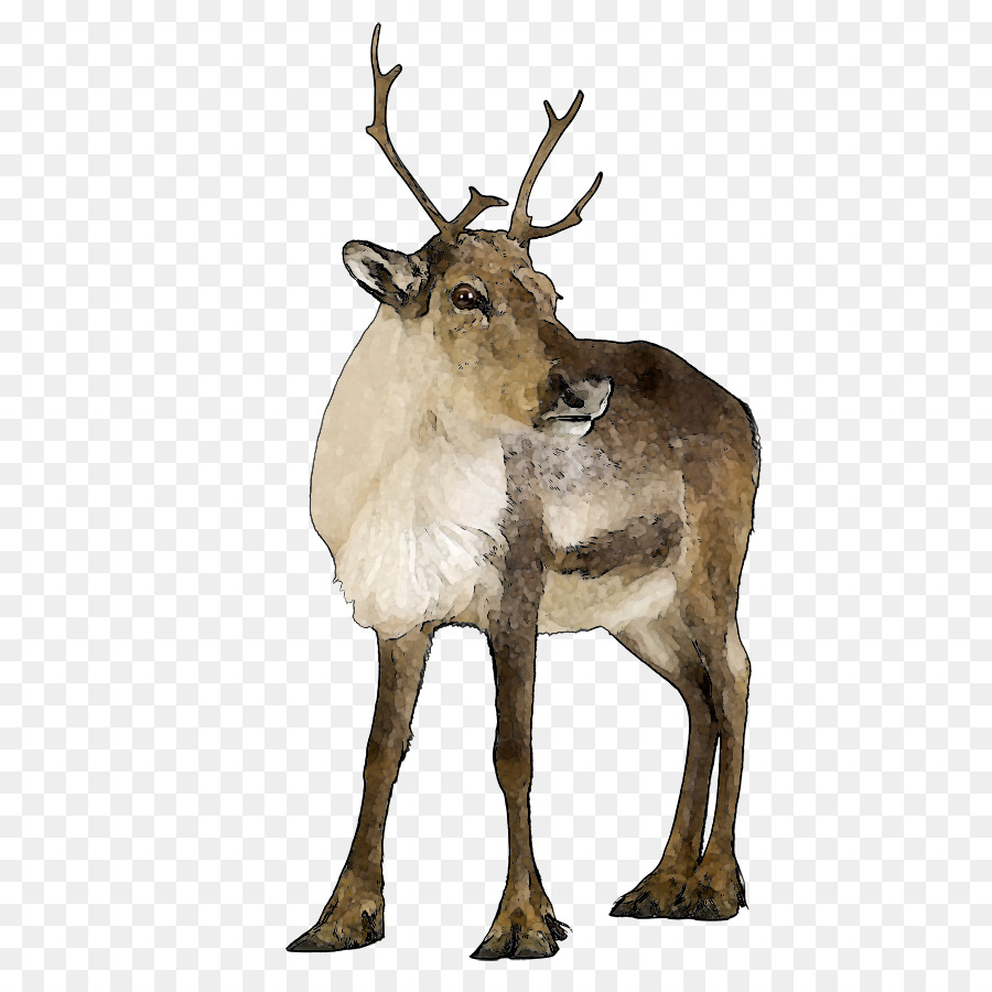 realistic reindeer cliparts