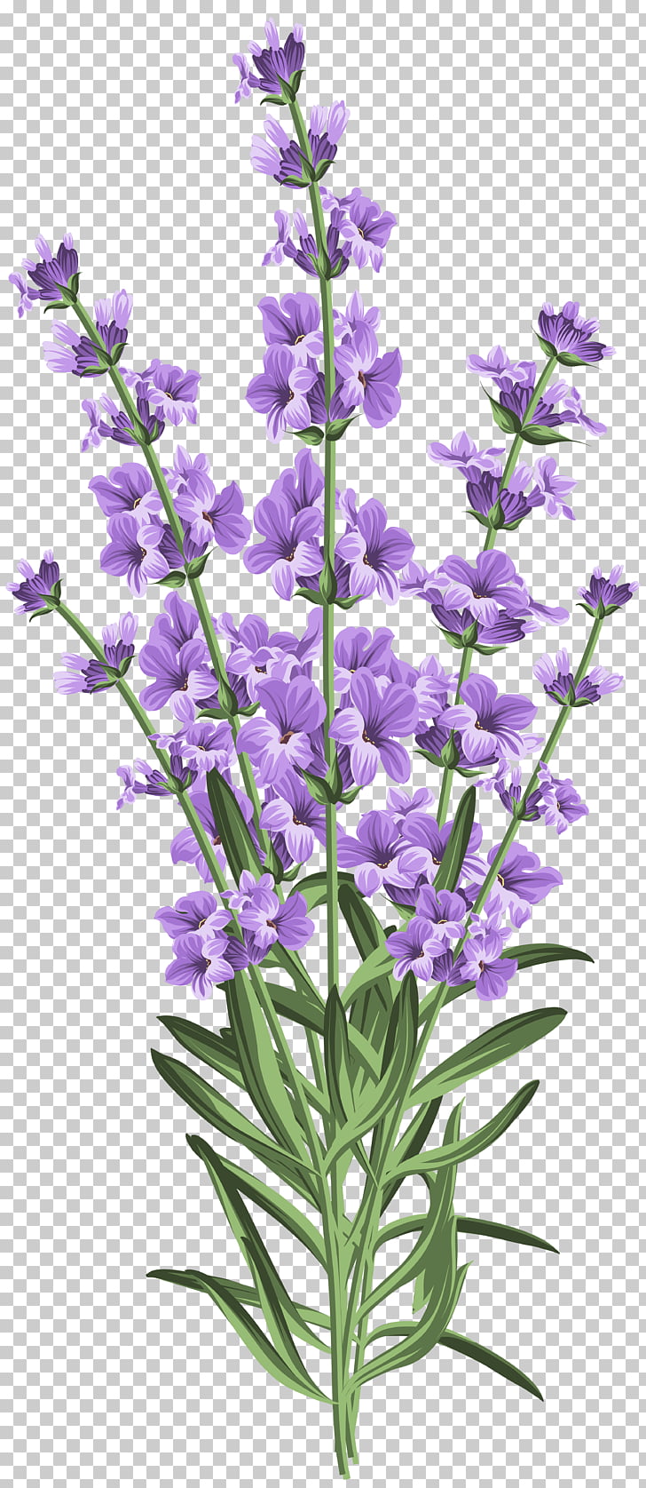 free cliparts lavender