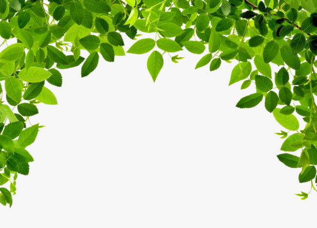 Free Border Leaves Cliparts, Download Free Border Leaves Cliparts png ...