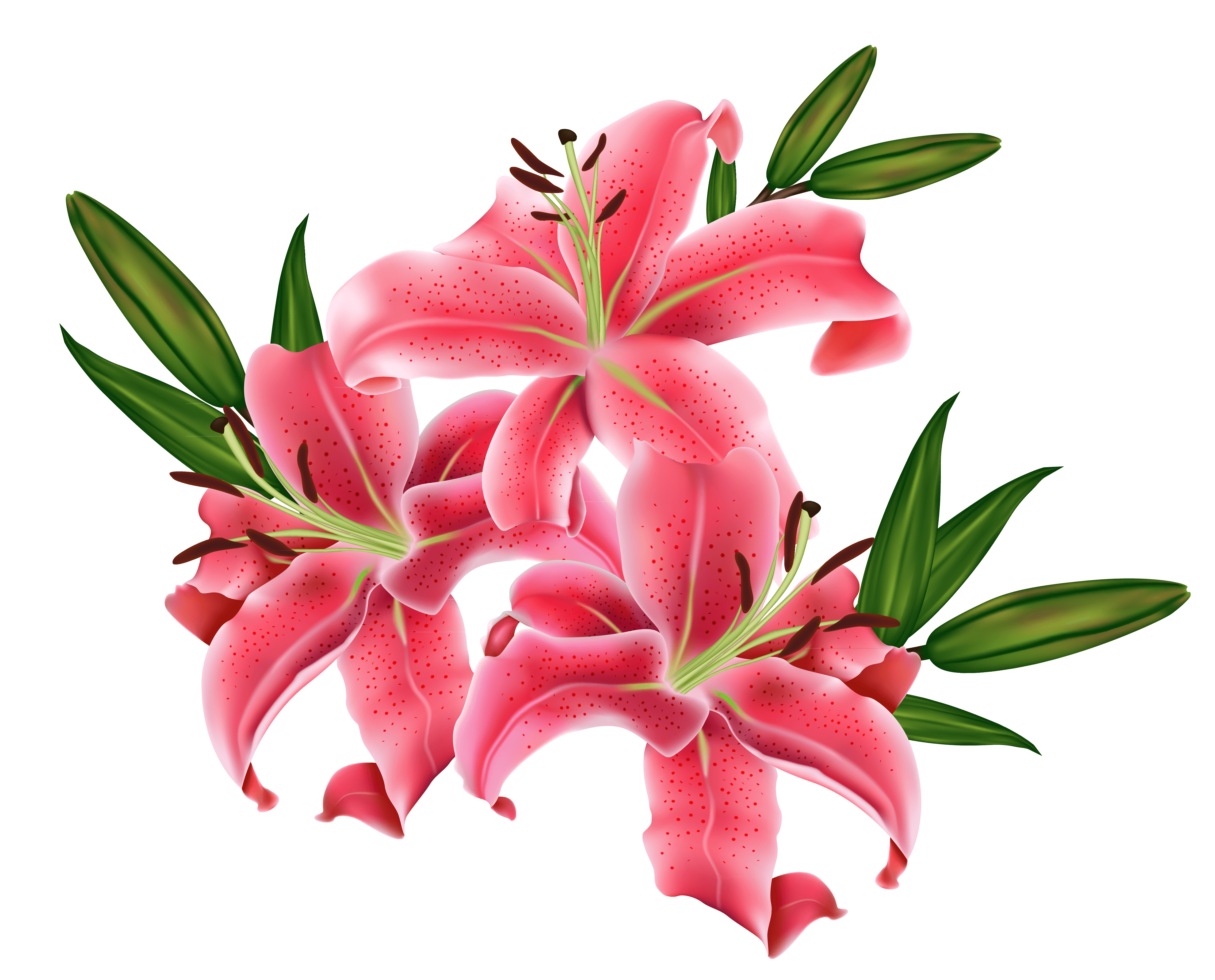 Lilium Clip Art Lilly Flower Transparent Clip Art Png Download 6000 - Riset