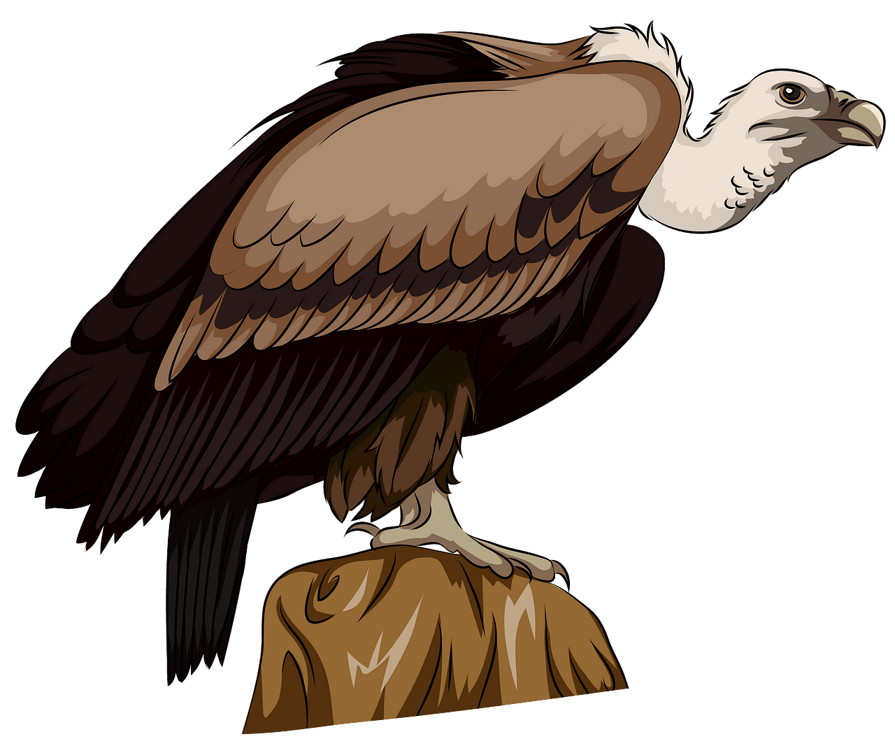 Turkey Vulture Clipart