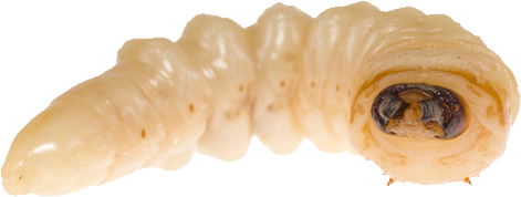 A close-up of a pale, segmented larva with a dark head, likely a grub or maggot.