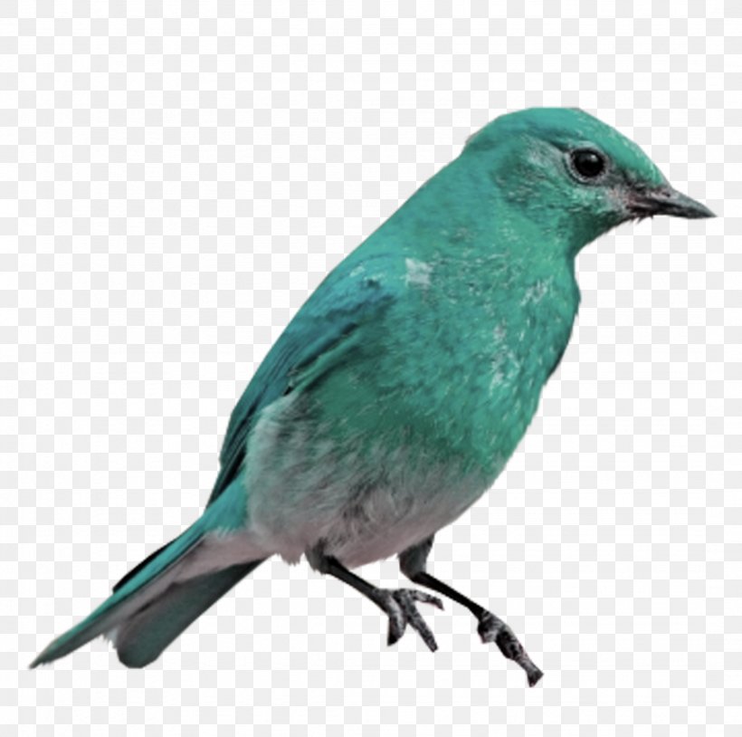 Transparent Blue Bird Png Clip Art Library