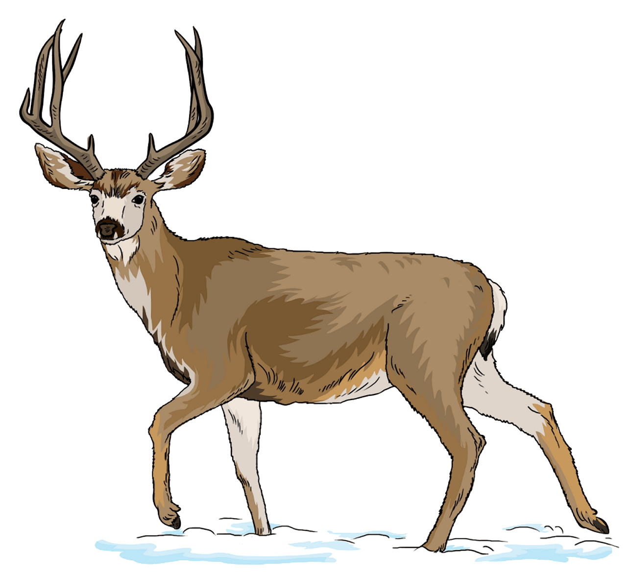 deer clipart - Clip Art Library