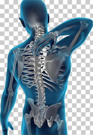 musculoskeletal cliparts