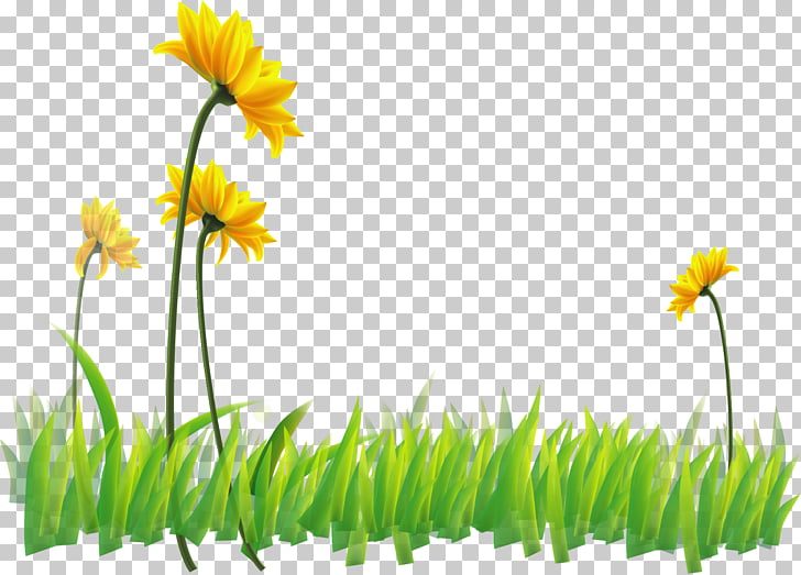 Yellow flowers with green stems and leaves growing in a grassy field.