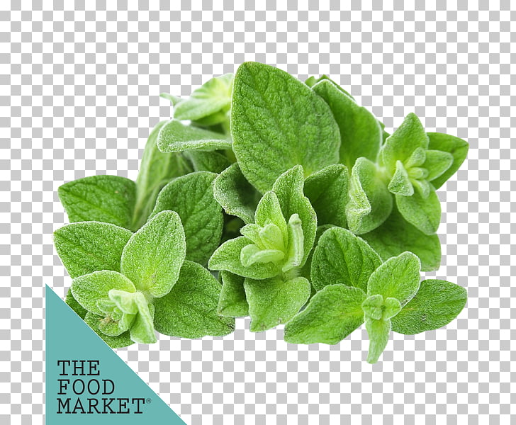 oregano cliparts