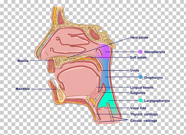 pharynx cliparts