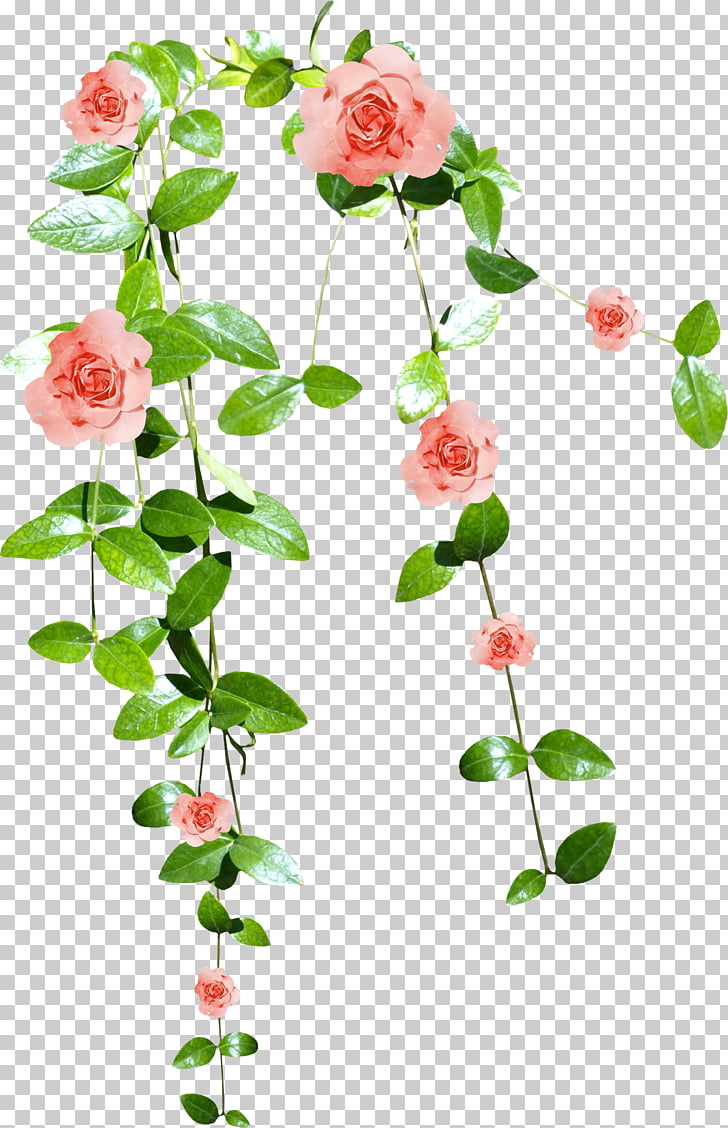 Clipart Vines With Flowers