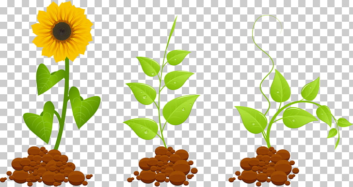 Sunflower plant growing stages from seedling to blooming flower, showing sprout, leafy plant, and full bloom.