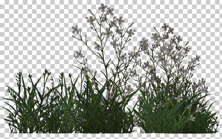 White wildflowers with green grass on a transparent background