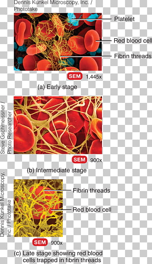 coagulation cliparts