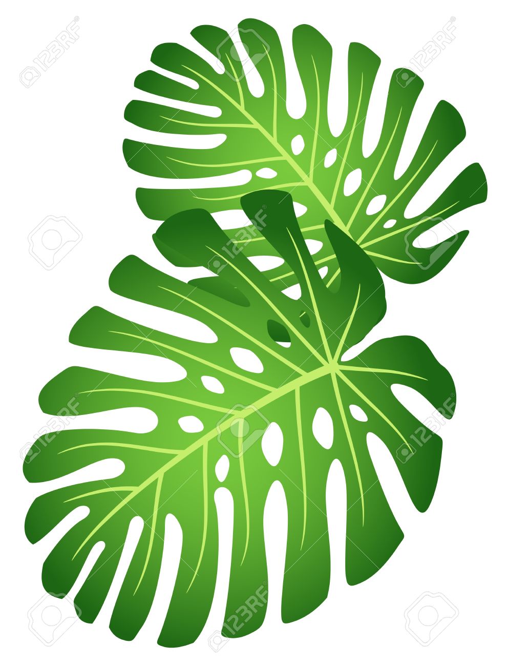rainforest leaves clipart