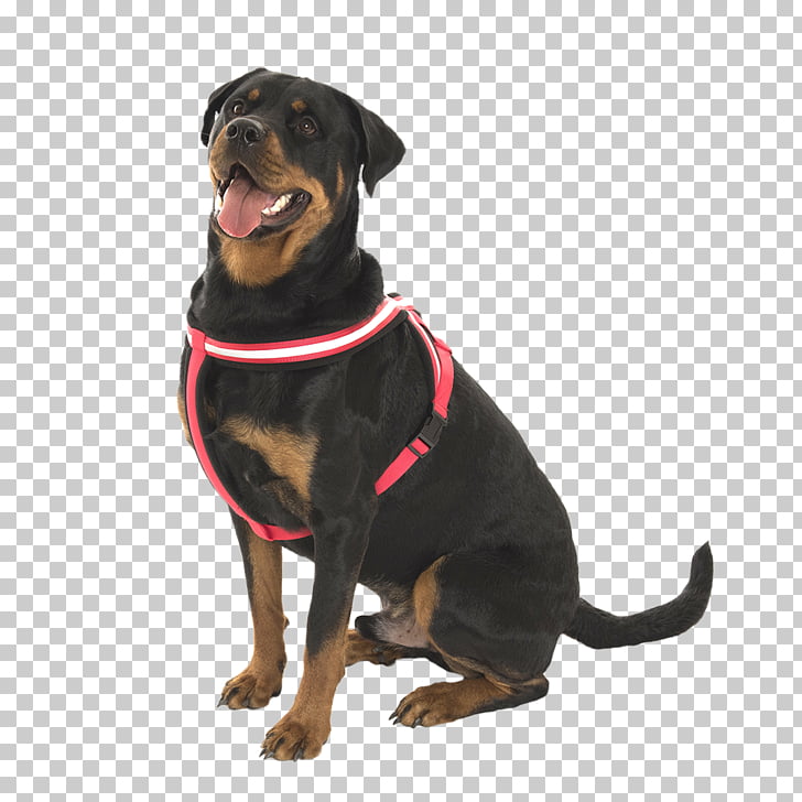 cliparts rottweiler puppy