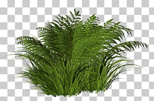 A lush green fern plant with delicate fronds and grass-like leaves, set against a transparent background.