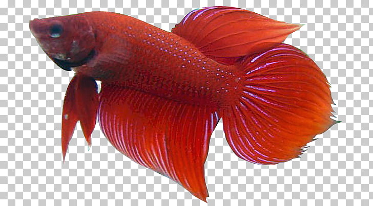 betta cliparts