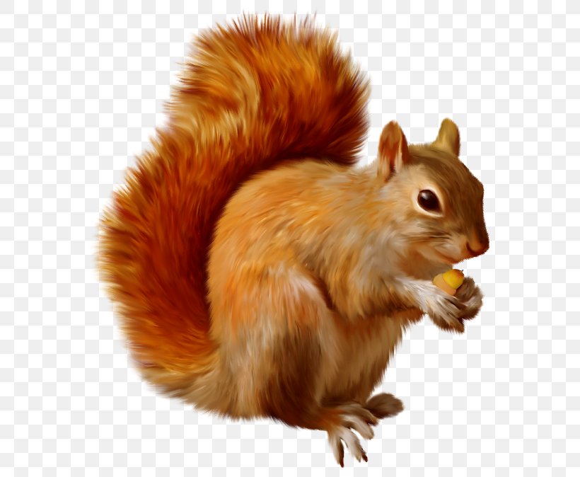 squirrel angel cliparts