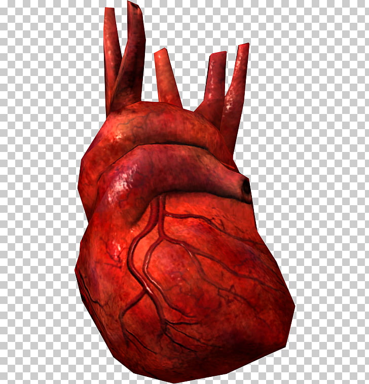 3D model of a human heart with visible blood vessels and chambers on a transparent background