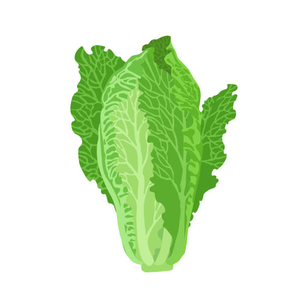 lettuce clipart transparent background - Clip Art Library