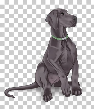 A gray Great Dane puppy sitting with a green collar on a transparent background.