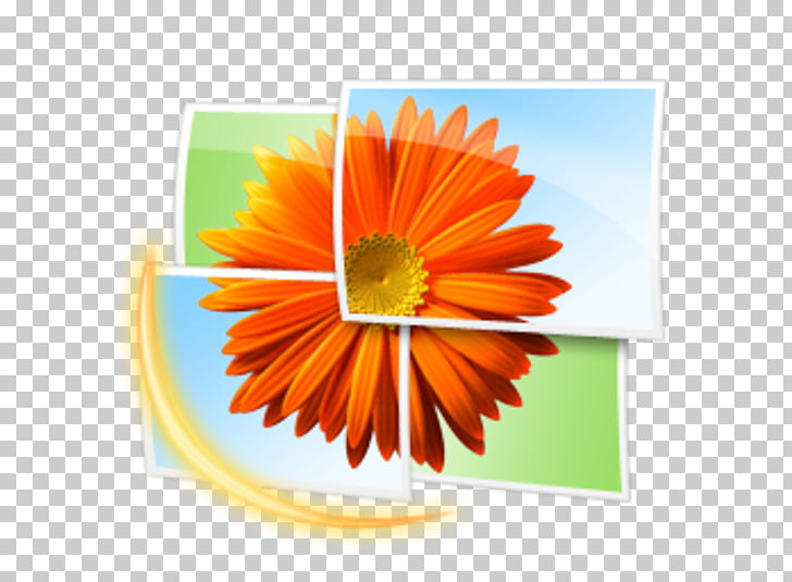 Orange daisy flower on a collage of photo frames with a glowing effect