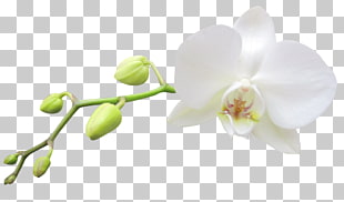 columbian orchid cliparts