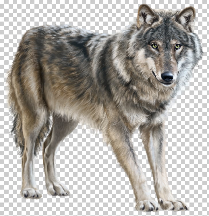 A detailed illustration of a gray wolf standing alert with a focused gaze, showcasing its thick fur and natural features.