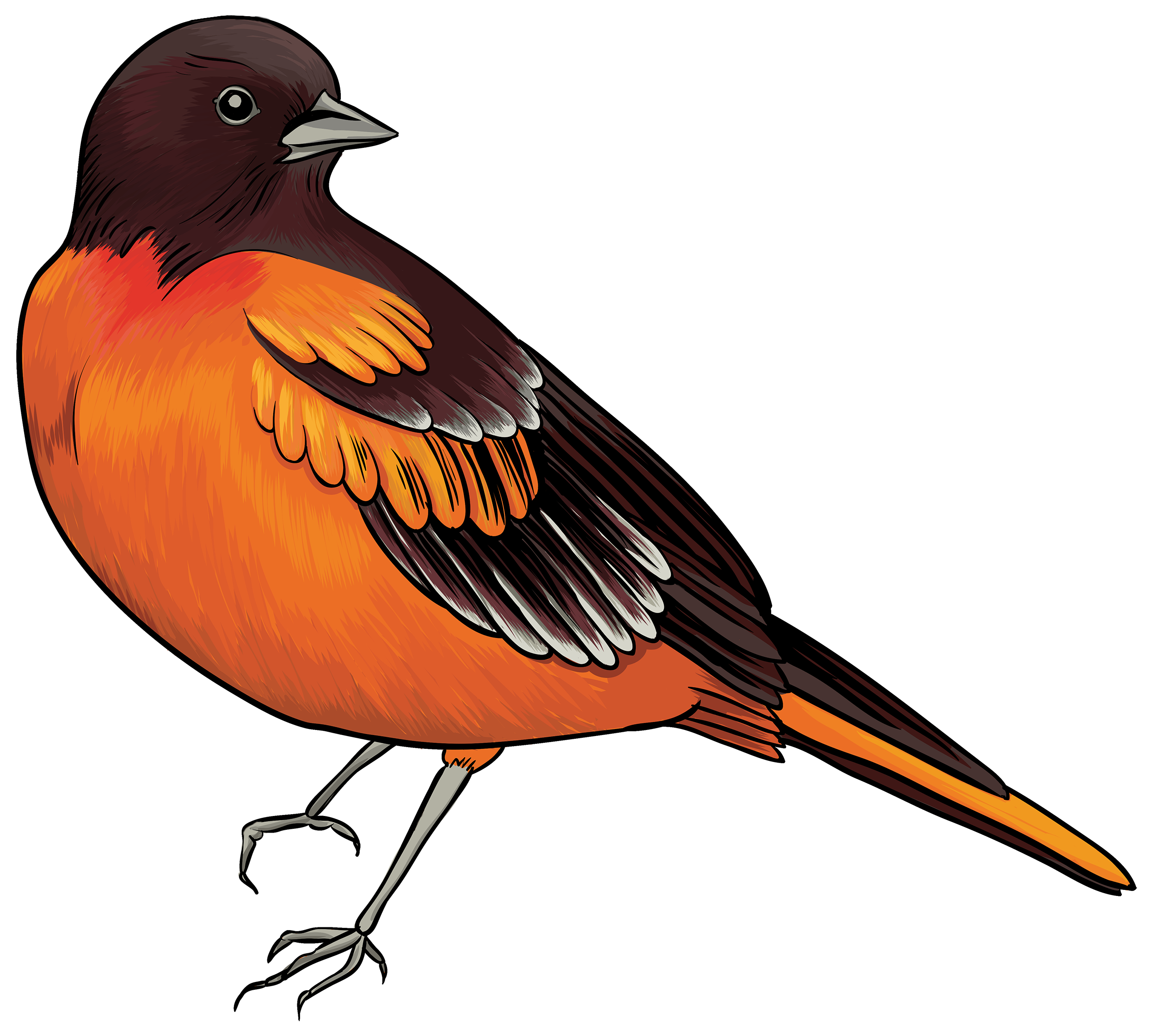 Black and orange bird clipart
