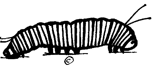 Caterpillar Clipart Black And White  Free Clipart 