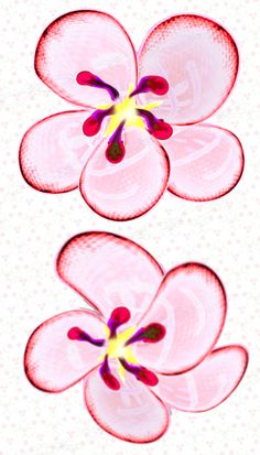 300dpi png transparent background frames cherry blossom clip art 
