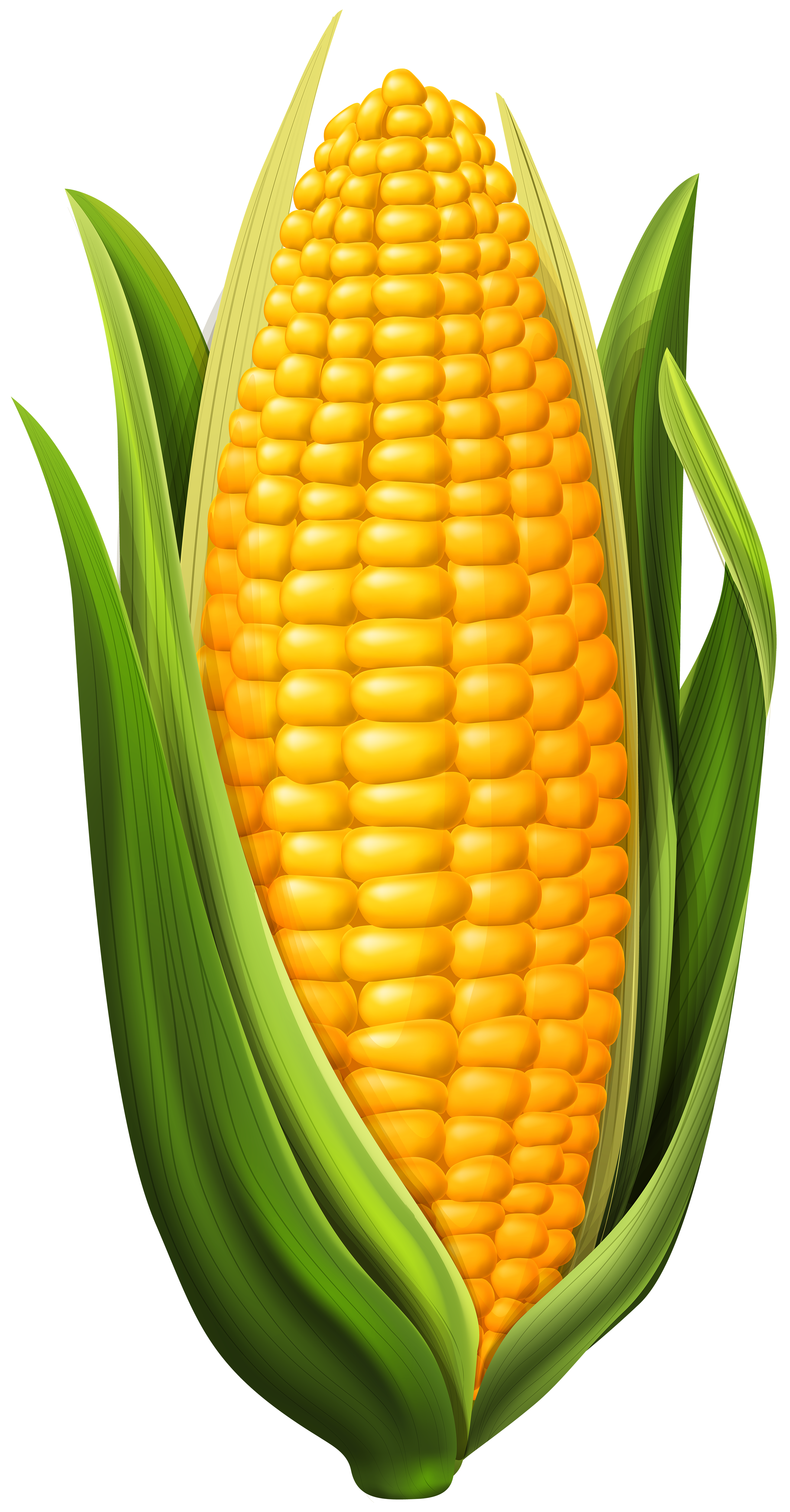 Corn PNG Clip Art Imageu200b  Quality 