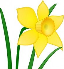 daffodil clip art - Clip Art Library