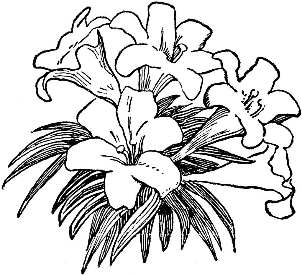 Black And White Clipart Images Of Flowers - Image to u