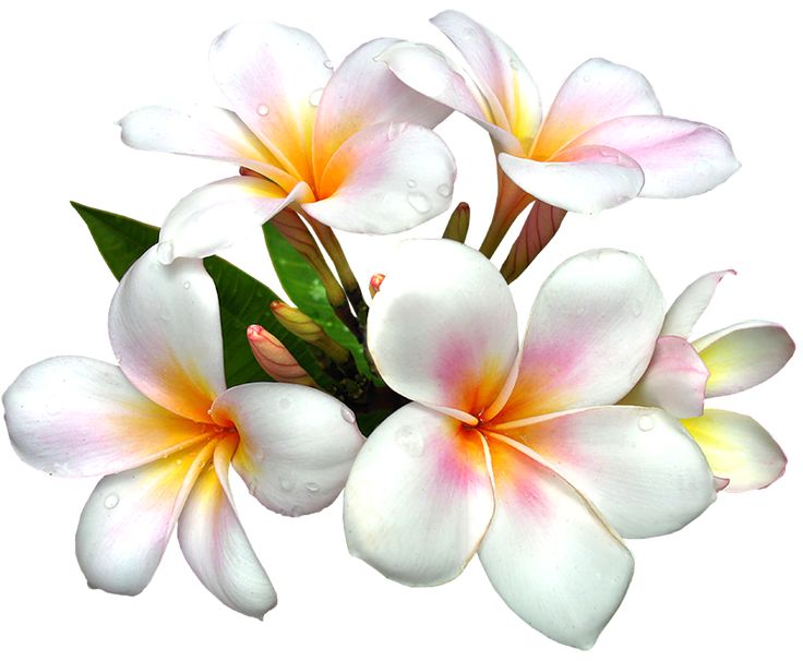 Flowers Clip Art