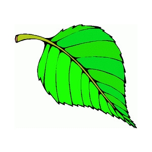 Leaf Clipart Clipartfest_img