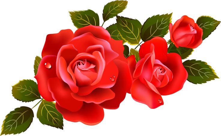 Red Rose Clip Art Single Red Rose Clip Art Roses Image #3319_Clipartsign