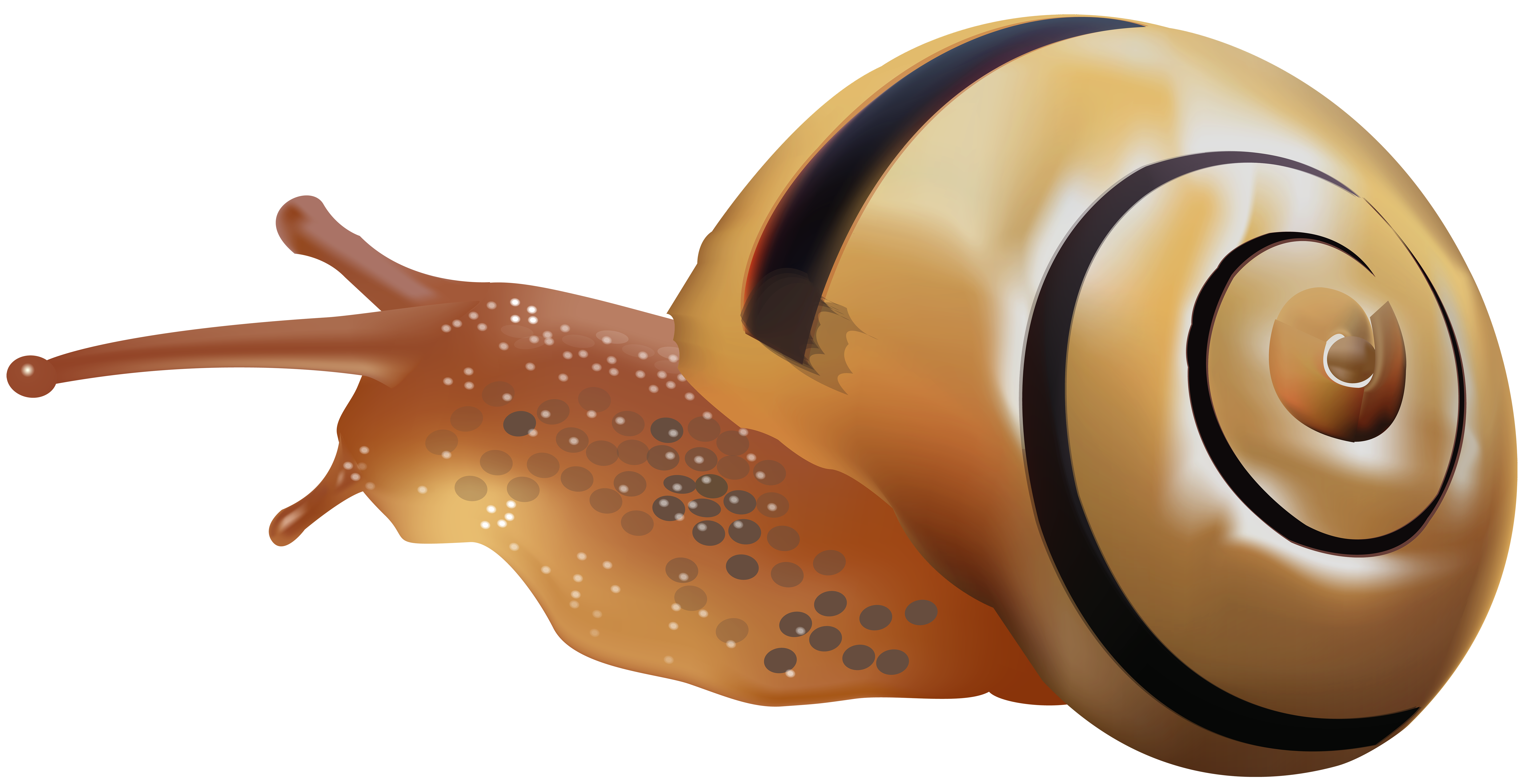 Snail PNG Clip Art